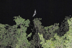 2006-10 Cairns (JCH 3)